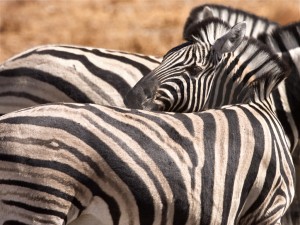 Namibia - Ethosa - Zebra