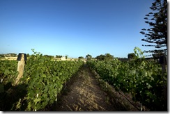 San Niklaw Estate vines - 3