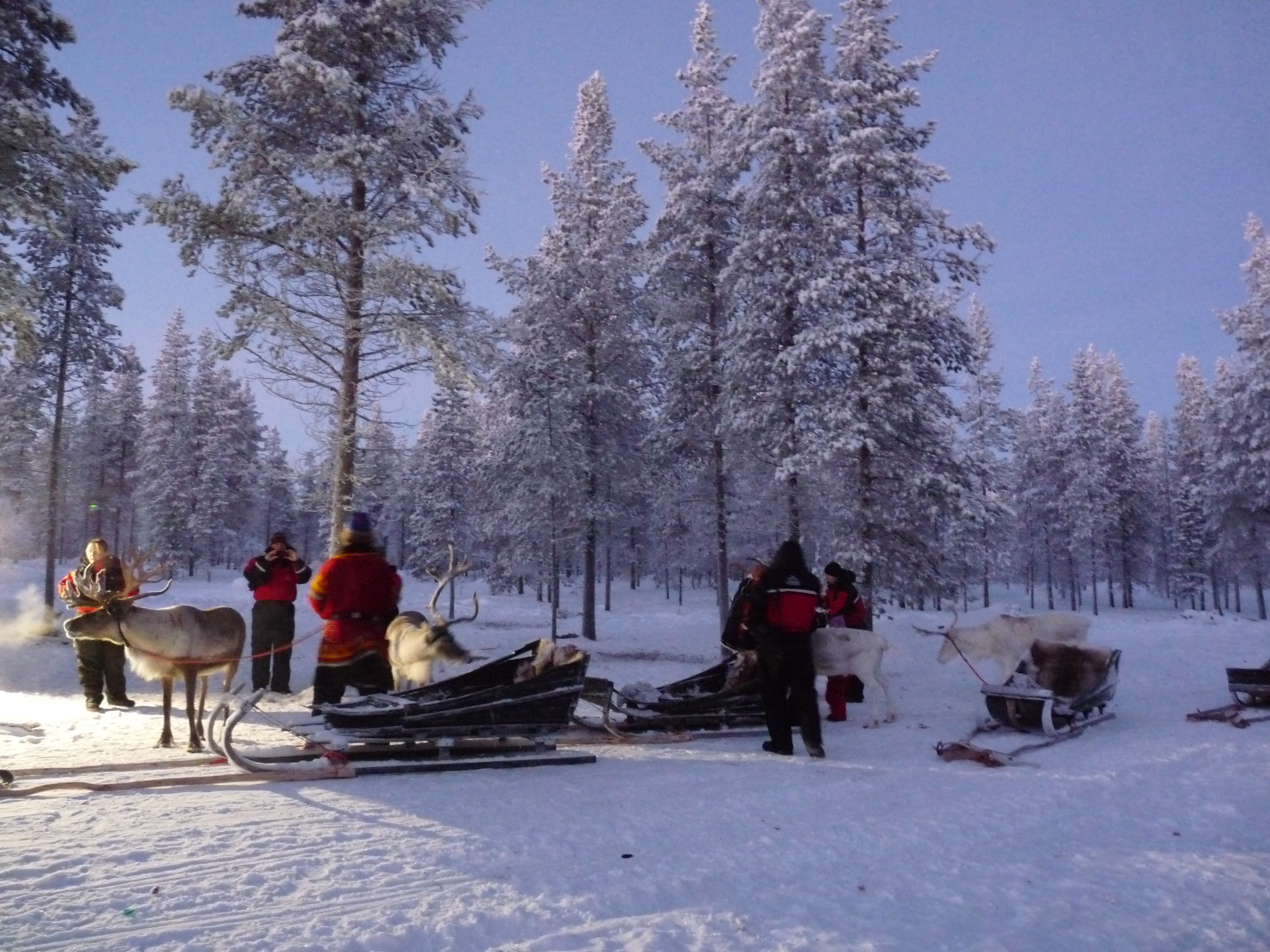 Going for a reindeer-sleigh ride.JPG